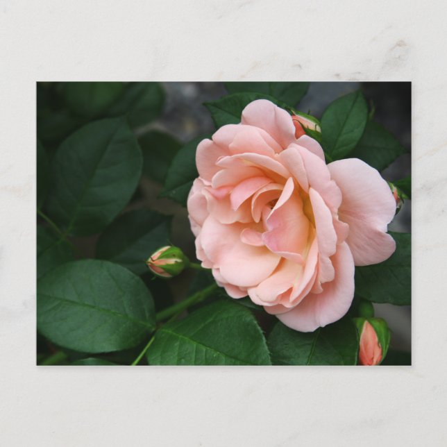 Bonitas postales rosadas de flores (Anverso)
