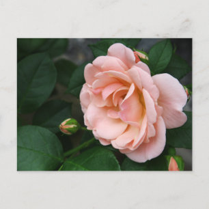 Bonitas postales rosadas de flores