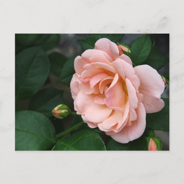 Bonitas postales rosadas de flores (Anverso)