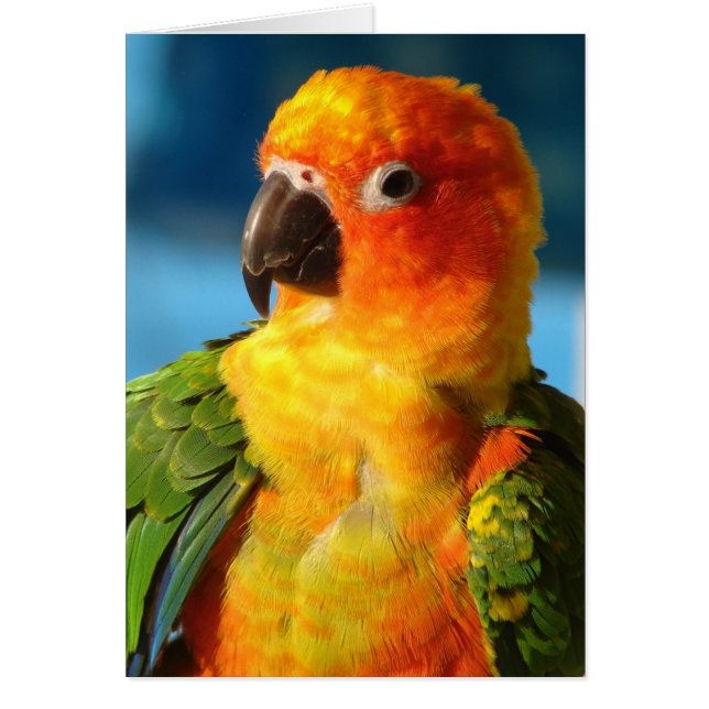 Bonito Bird (Frente)