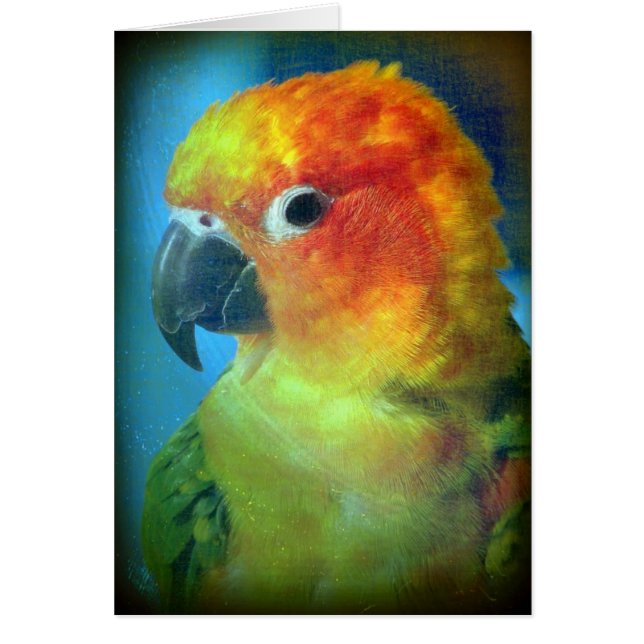 Bonito Bird (Frente)