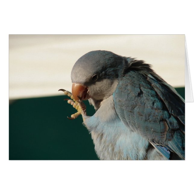 Bonito Bird (Anverso (Horizontal))