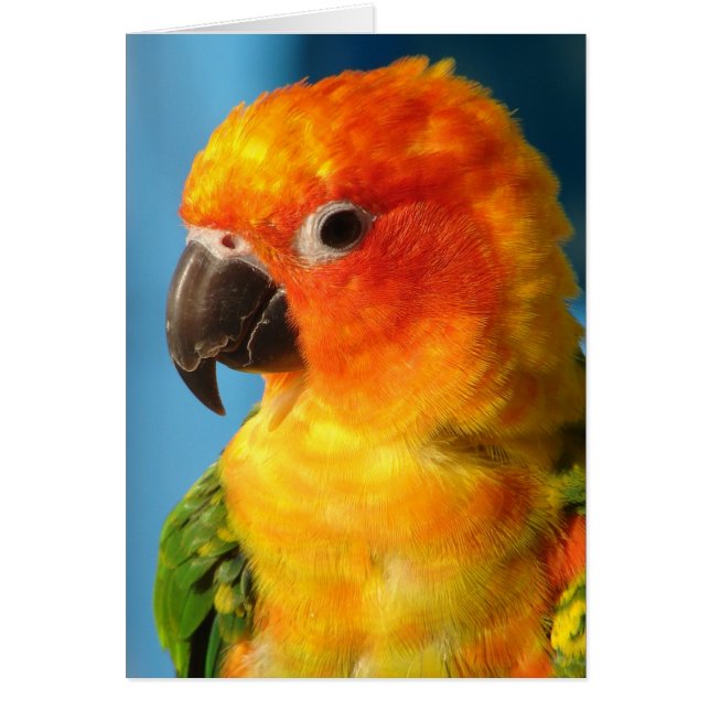 Bonito Bird (Frente)