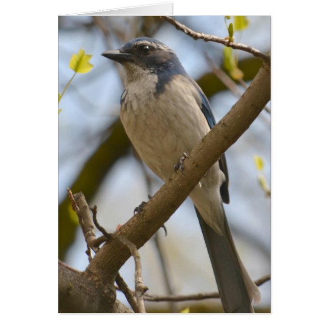 Bonito Blue Bird (Frente)