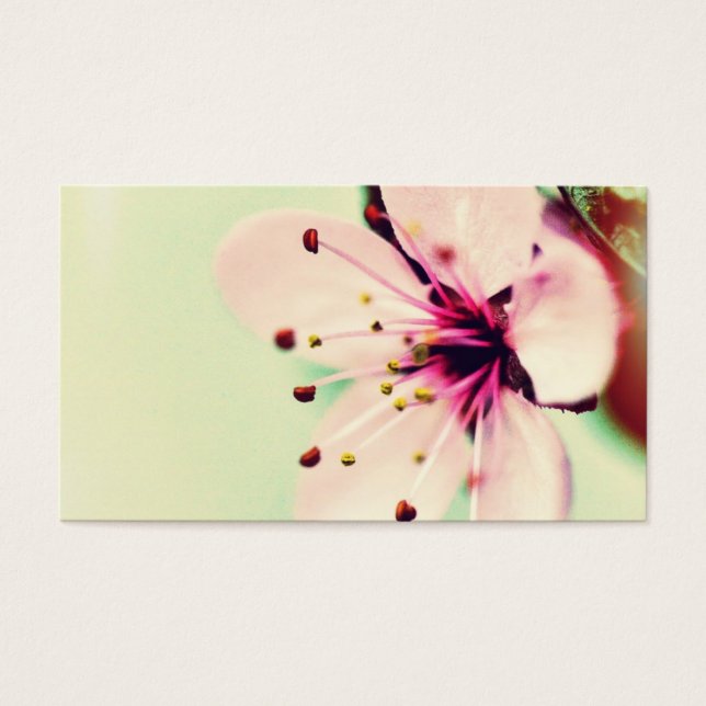 Bonito Cherry Blossom (Frente)