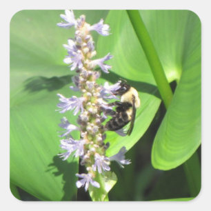 Bonito conjunto de Pegatinas Bee