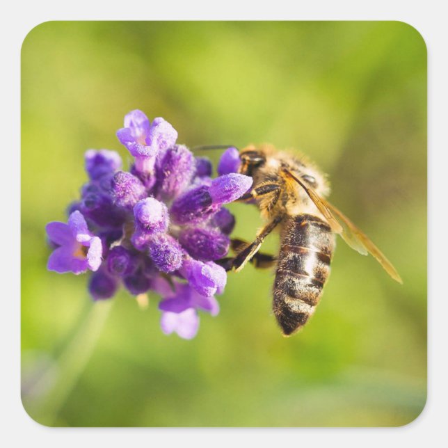 Bonito conjunto de Pegatinas de abejas alimentaria (Anverso)