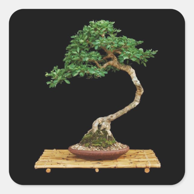Bonito conjunto de Pegatinas de árbol Bonsai (Anverso)