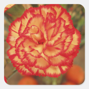 Bonito conjunto de Pegatinas de flores