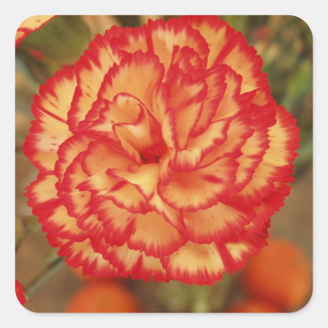 Bonito conjunto de Pegatinas de flores (Anverso)