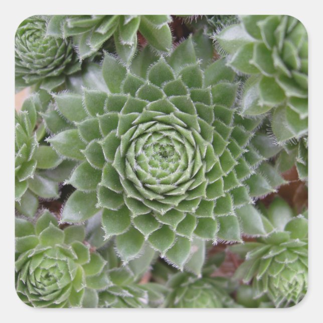 Bonito conjunto de Pegatinas de flores (Anverso)