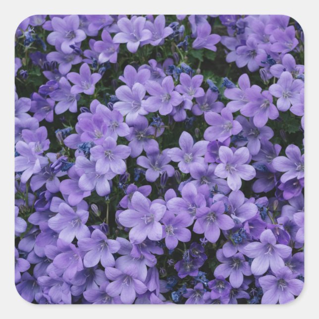 Bonito conjunto de Pegatinas de flores moradas (Anverso)