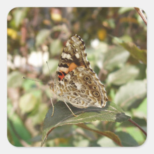 Bonito conjunto de Pegatinas de mariposa