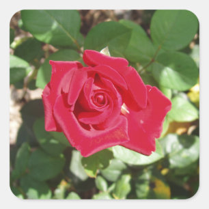 Bonito conjunto de Pegatinas de Rosa Roja