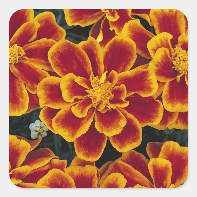 Bonito conjunto de Pegatinas Marigolds (Anverso)