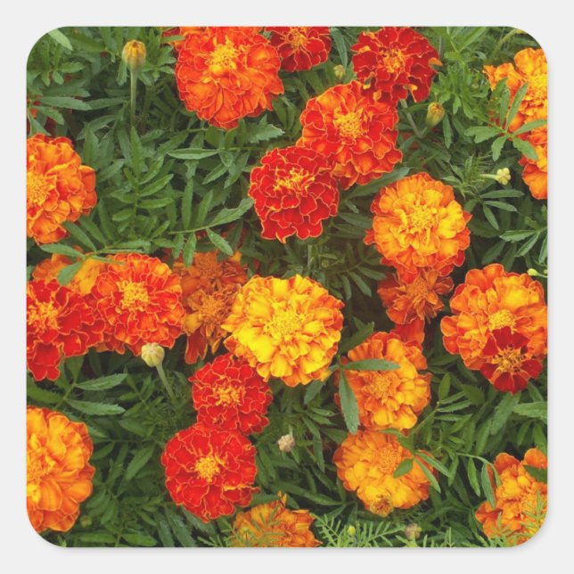 Bonito conjunto de Pegatinas Marigolds (Anverso)
