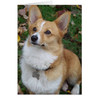 Bonito Corgi