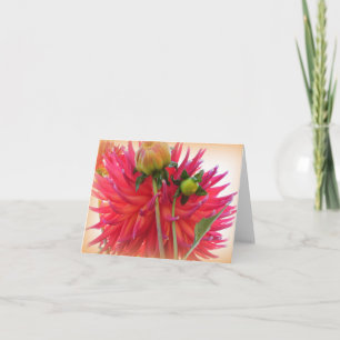 Bonito Dahlia
