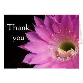 Bonito en flor de cactus rosa, gracias