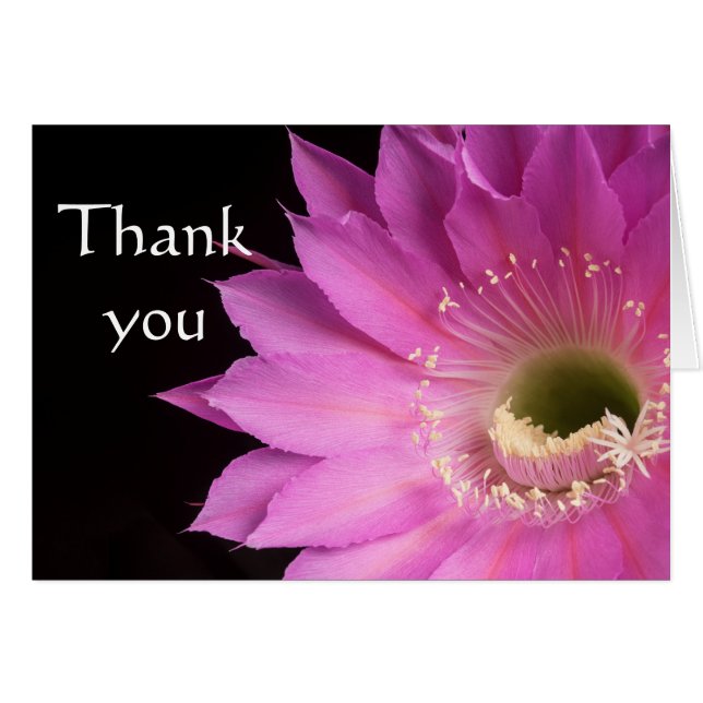 Bonito en flor de cactus rosa, gracias (Anverso (Horizontal))