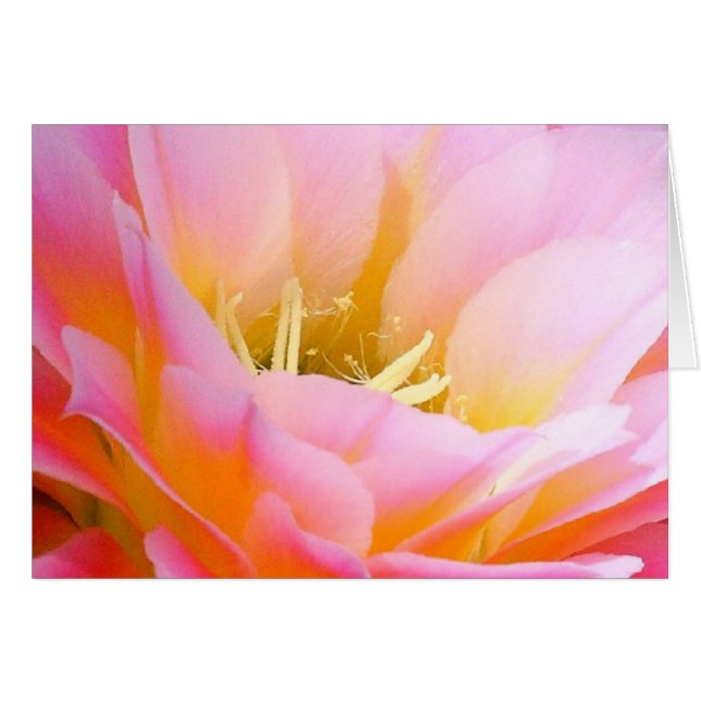 Bonito en floral rosa (Anverso (Horizontal))