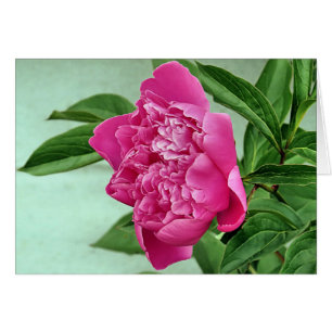 Bonito en Pink Peony