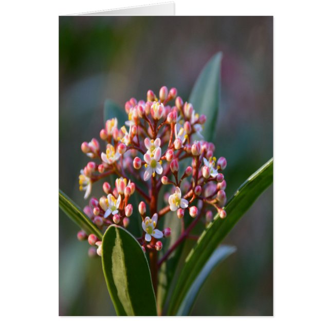 Bonito en primavera (Frente)