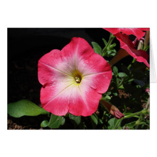 Bonito en rosa