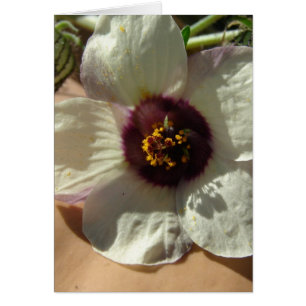 Bonito Flor blanca