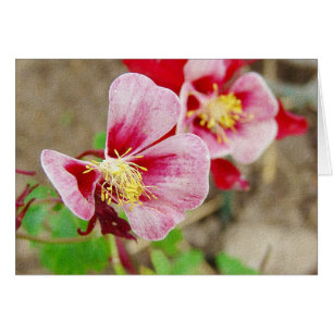 Bonito Flor de Columbina Todas Las Ocasiones