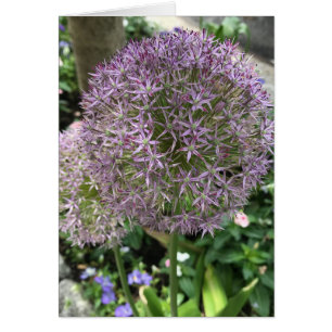 Bonito Flores Púrpura Allium Garden NYC Foto