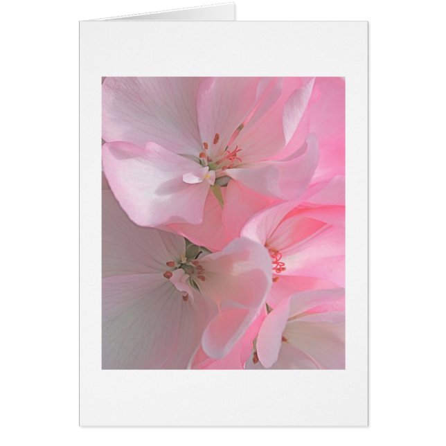 Bonito Flores rosas Nota en blanco (Frente)