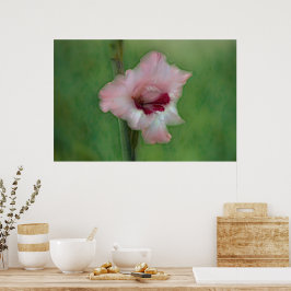 Bonito Gladiolus Poster de arte de flores