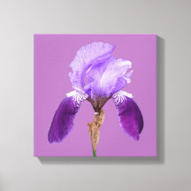Bonito iris morado florido moderno arte sencillo