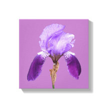 Bonito iris morado florido moderno arte sencillo