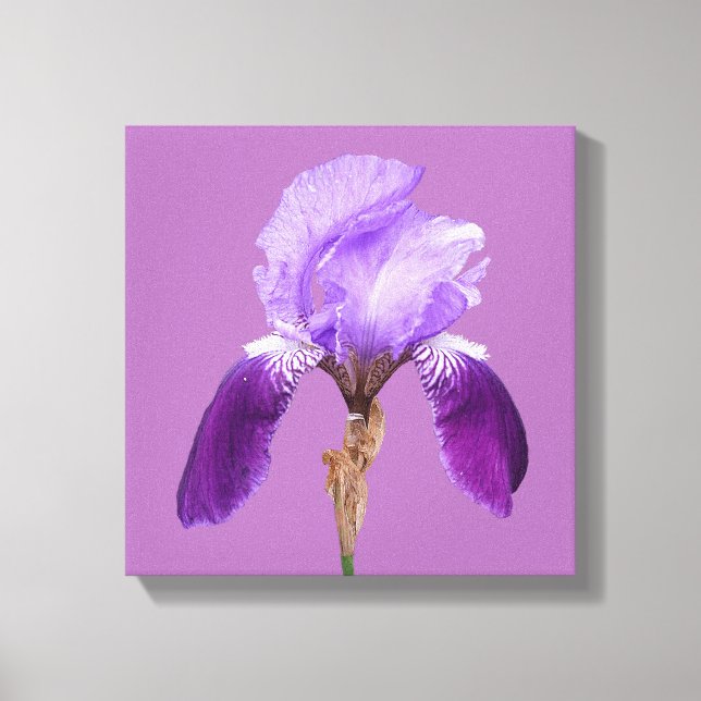 Bonito iris morado florido moderno arte sencillo (Anverso)