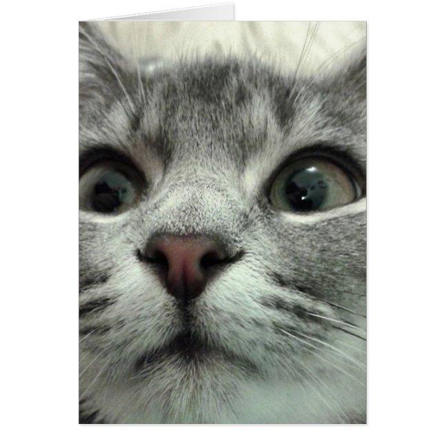 Bonito Kitten, Gute Besserung (Frente)