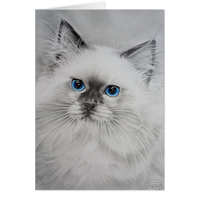 Bonito Kitty (Frente)