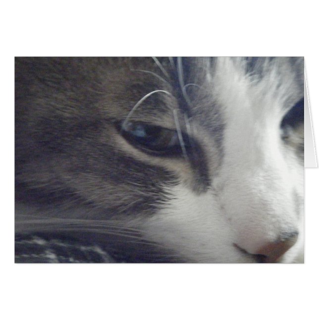 Bonito Kitty (Anverso (Horizontal))