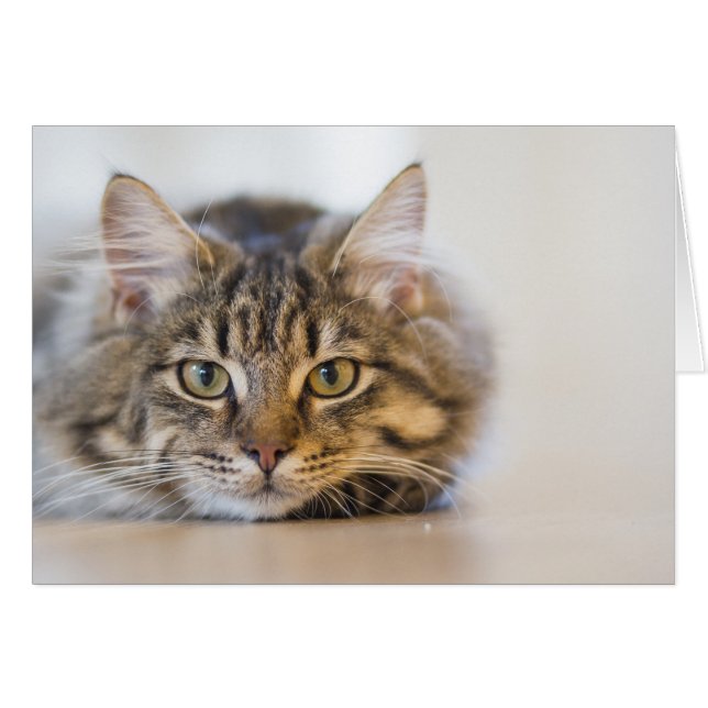 Bonito Kitty mirándote (Anverso (Horizontal))