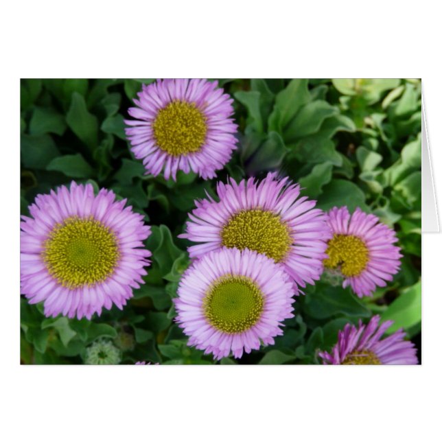 Bonito Lavender Erigeron Flowers (Anverso (Horizontal))