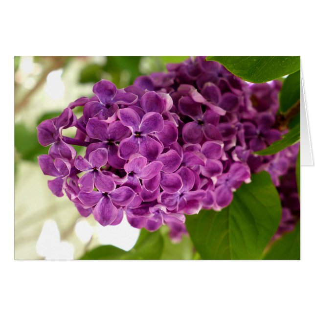 Bonito Lilac (Anverso (Horizontal))