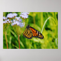 Bonito Monarca Mariposa Fotografía Flor de arte