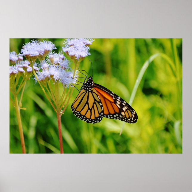 Bonito Monarca Mariposa Fotografía Flor de arte (Frente)