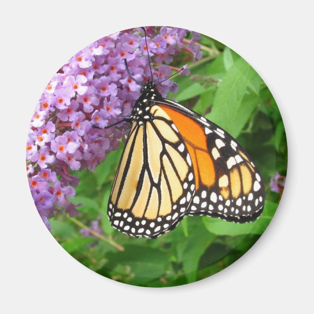 Bonito Monarch ~ imán (Frente)