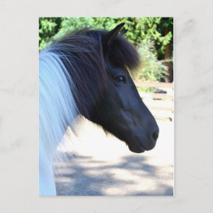 Bonito Paint Tarjeta postal islandesa para caballo