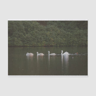 Bonito papel de tejido cisne