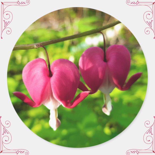 Bonito Pegatina redondo de flores de corazón sangr (These pretty bleeding heart flower stickers will add a personal, floral touch to gifts/cards/crafts!)