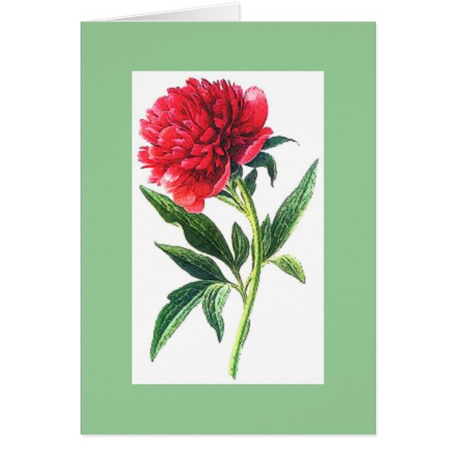 Bonito Pink Peony Flower Nature (Frente)
