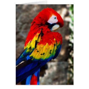 Bonito Polly Parrot